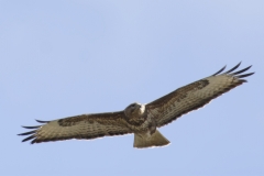 Buzzard Side Front in Flight