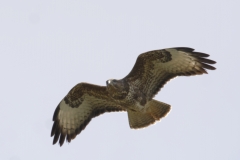 Buzzard Side Front in Flight