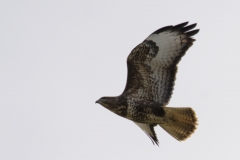 Buzzard Side Front in Flight