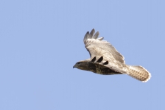 Buzzard Side Front in Flight