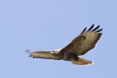 Buzzard Side Front in Flight