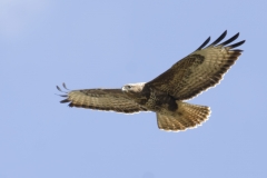 Buzzard Side Front in Flight