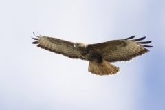 Buzzard Side Front in Flight