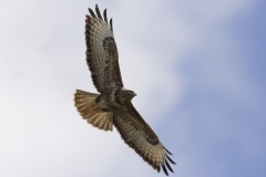 Buzzard Side Underneath in Flight