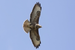 Buzzard Side Underneath in Flight