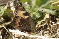 Small Tortoiseshell Butterfly on Ground Wings Closed