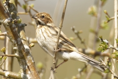 Female Reed Bunting Side View on Branch