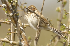 Female Reed Bunting Side View on Branch