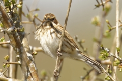 Female Reed Bunting Side View on Branch