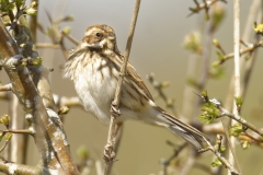 Female Reed Bunting Side View on Branch