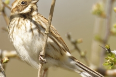 Female Reed Bunting Side View on Branch