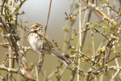 Female Reed Bunting Side View on Branch