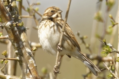 Female Reed Bunting Side View on Branch