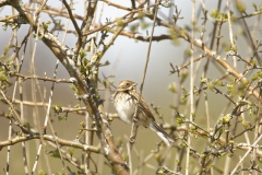 Female Reed Bunting Side View on Branch