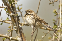 Female Reed Bunting Side View on Branch