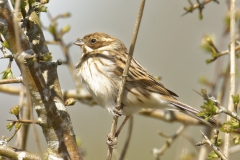 Female Reed Bunting Side View on Branch