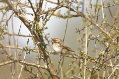 Female Reed Bunting Side View on Branch