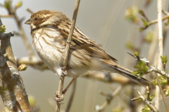 Female Reed Bunting Side View on Branch