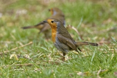 Robin Side View on the Ground