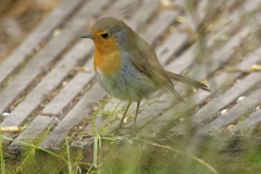 Robin Side View on the Ground