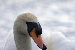 Swan Head Closeup Side View