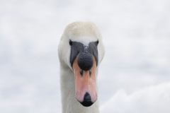 Swan Head Closeup Front View