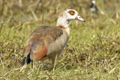 Egyptian Goose Back View on Ground