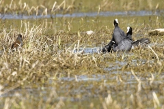 Coots Fighting on Marsh