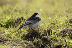 Pied Wagtail Side View on Ground