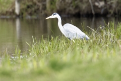 Grey Heron Side View Fishing on River