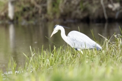 Grey Heron Side View Fishing on River