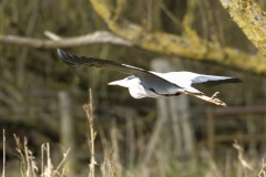 Grey Heron Side View in Flight