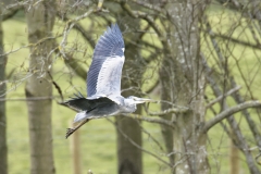 Grey Heron Side View in Flight