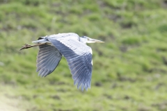 Grey Heron Side View in Flight