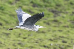 Grey Heron Side View in Flight