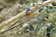 Female Kingfisher Front View on Branch Over River