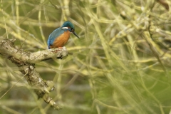 Male Kingfisher Front View on Branch Over River