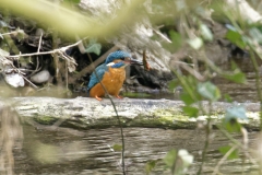 Male Kingfisher Front View on Branch With Fish