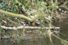 Male Kingfisher Front View on Branch With Fish