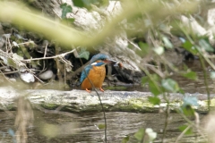 Male Kingfisher Front View on Branch With Fish