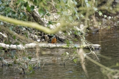 Male Kingfisher Front View on Branch With Fish