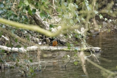 Male Kingfisher Front View on Branch With Fish