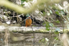 Male Kingfisher Front View on Branch With Fish