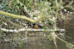 Male Kingfisher Front View on Branch With Fish