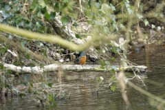 Male Kingfisher Front View on Branch With Fish