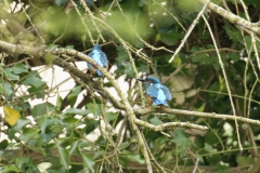 Male Kingfisher Gives Fish to Female Kingfisher