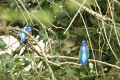 Male Kingfisher Gives Fish to Female Kingfisher