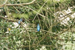 Male Kingfisher Gives Fish to Female Kingfisher