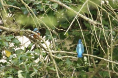 Male Kingfisher Gives Fish to Female Kingfisher