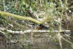 Female Kingfisher Front View on Branch With Fish